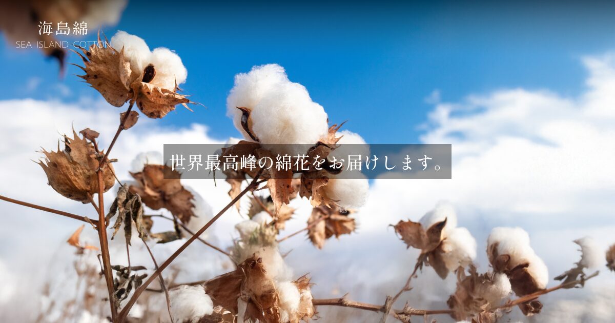 海島綿 | シーアイランドコットン｜シーアイランドクラブ株式会社